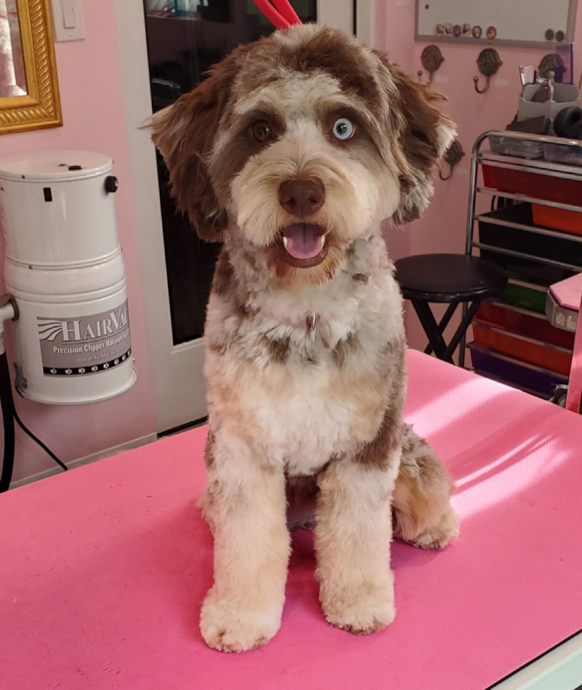 Friendly Mini Aussiedoodle Pup in Encino CA