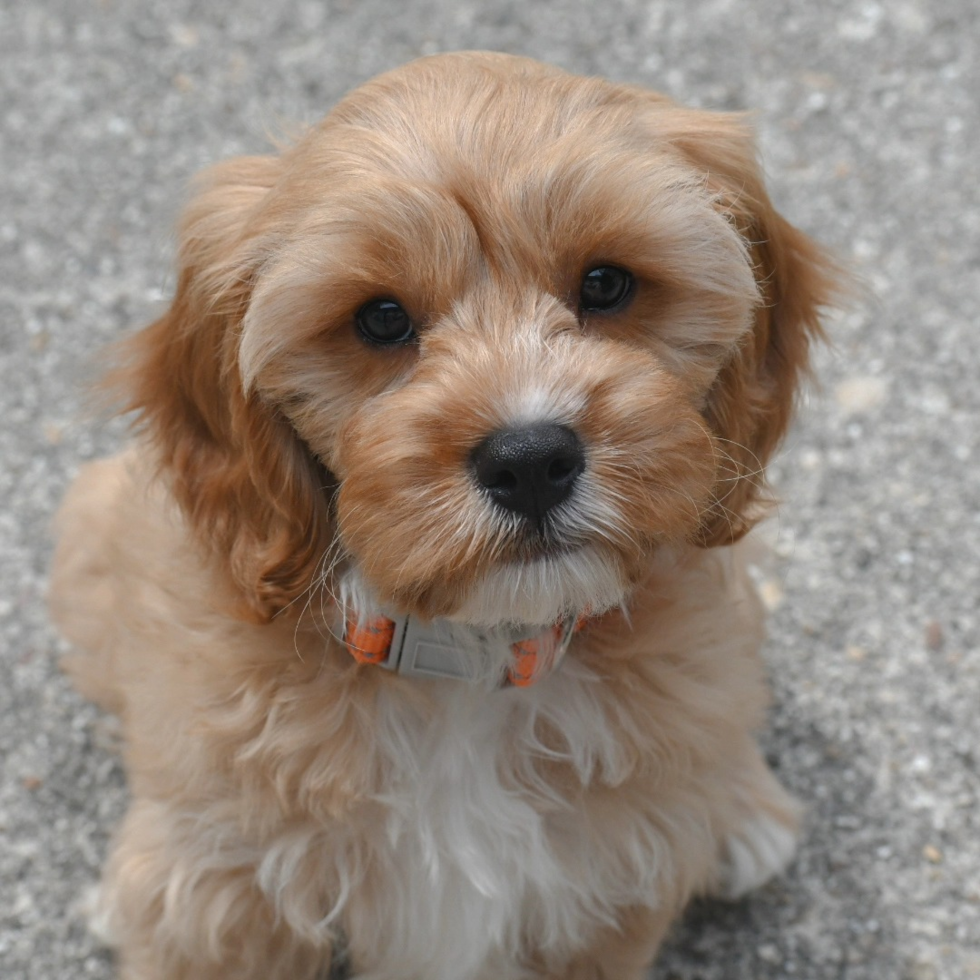 Cute Cavapoo Pup