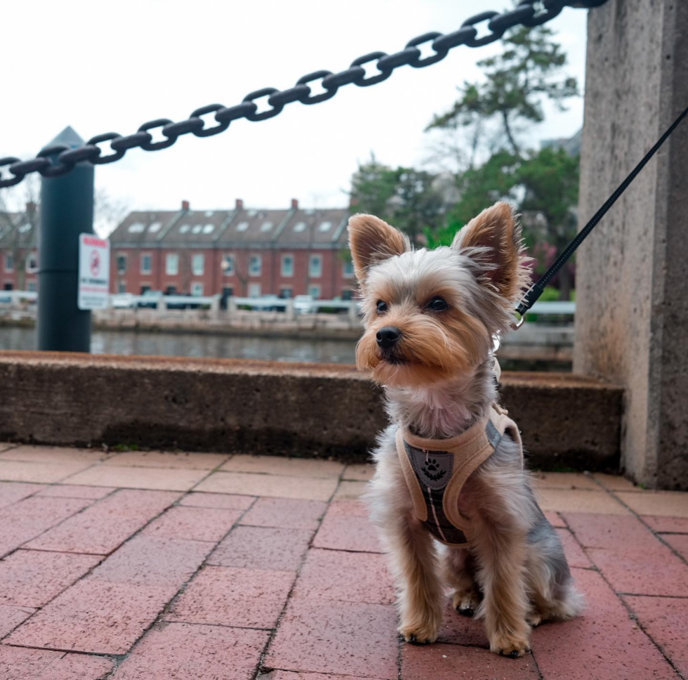 Popular Yorkshire Terrier Purebred Pup