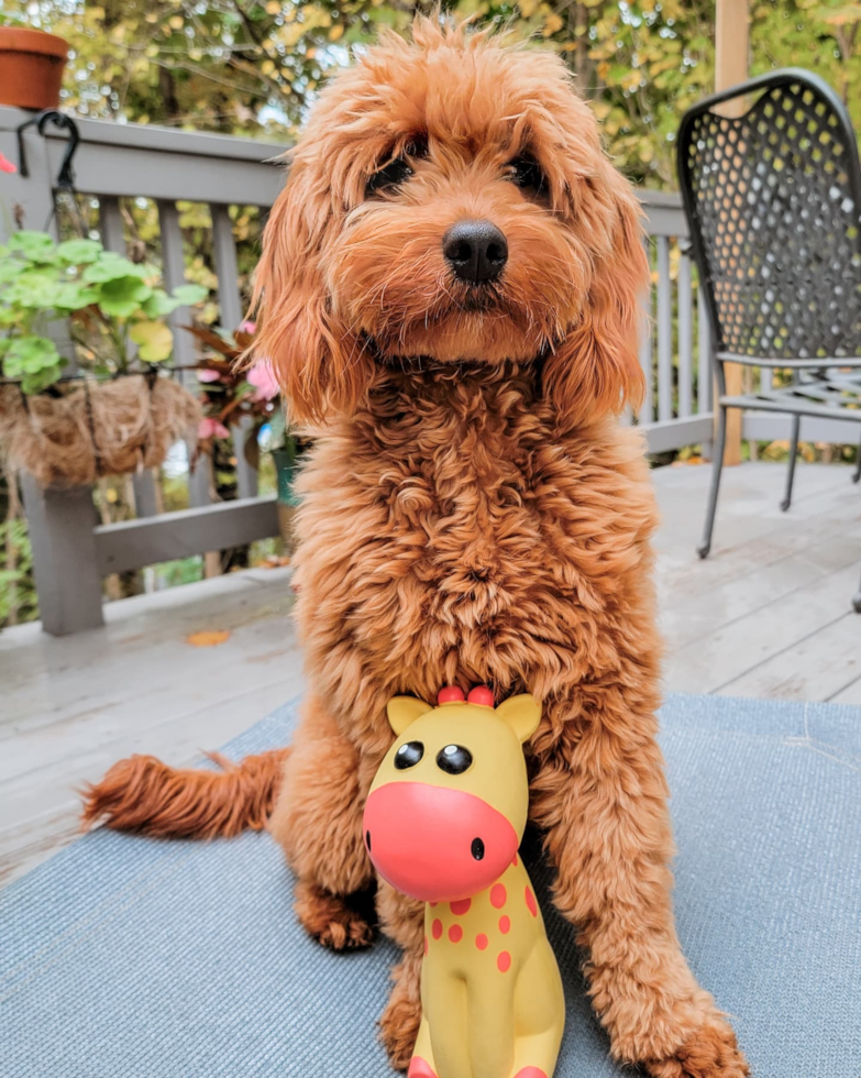 Mini Goldendoodle Being Cute