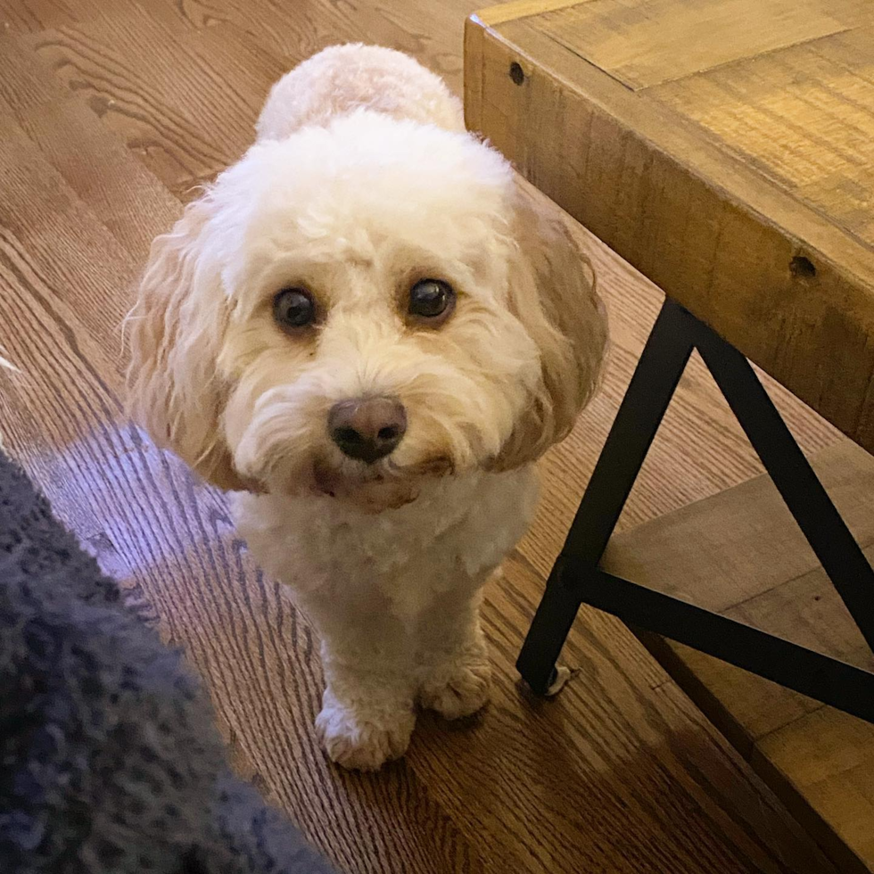 Wilmington Cavapoo Pup