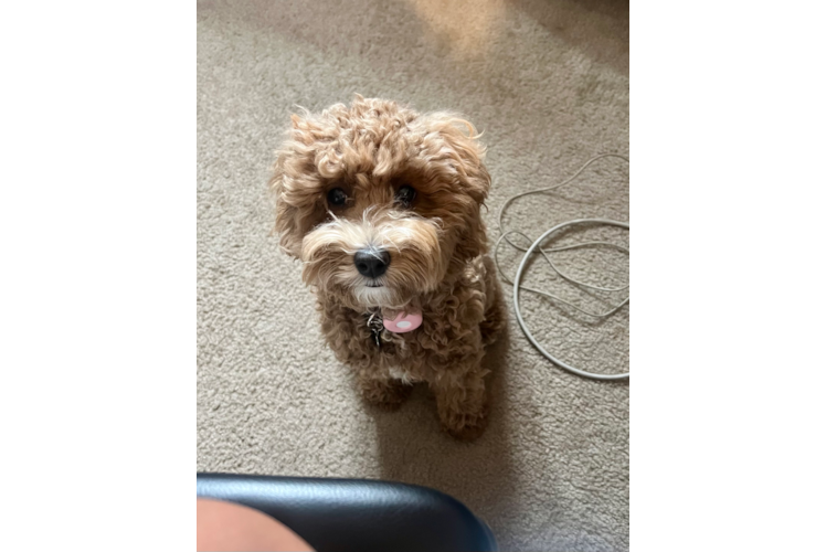 Cavapoo Puppy for Adoption