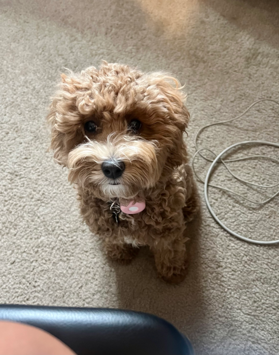 Cavapoo Being Cute