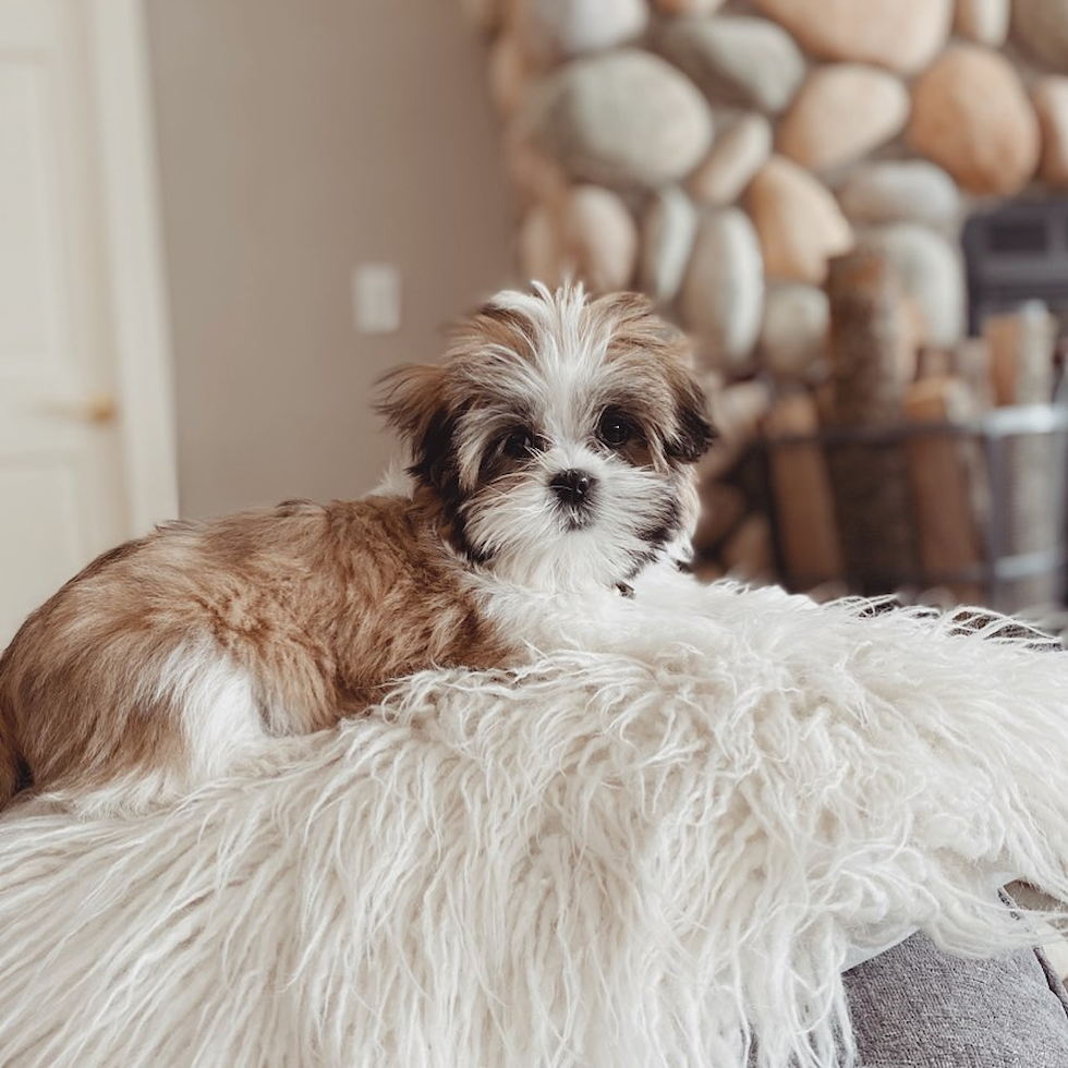 Fluffy Teddy Bear Designer Pup