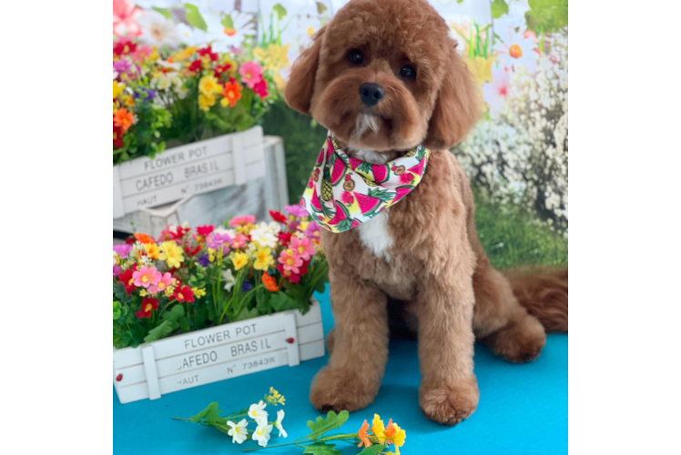 Friendly Cavapoo Baby