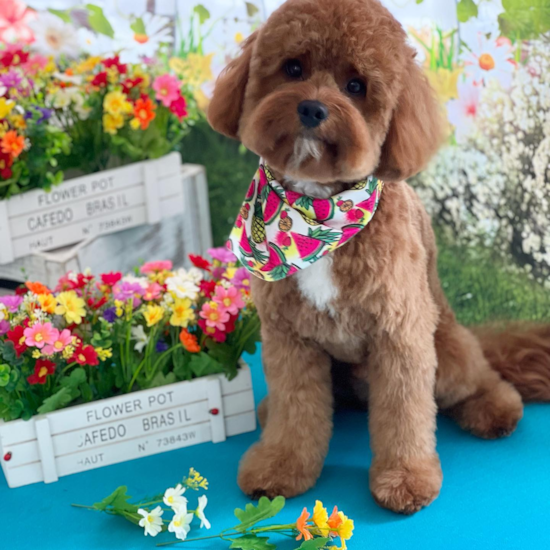 Little Cavoodle Poodle Mix Pup