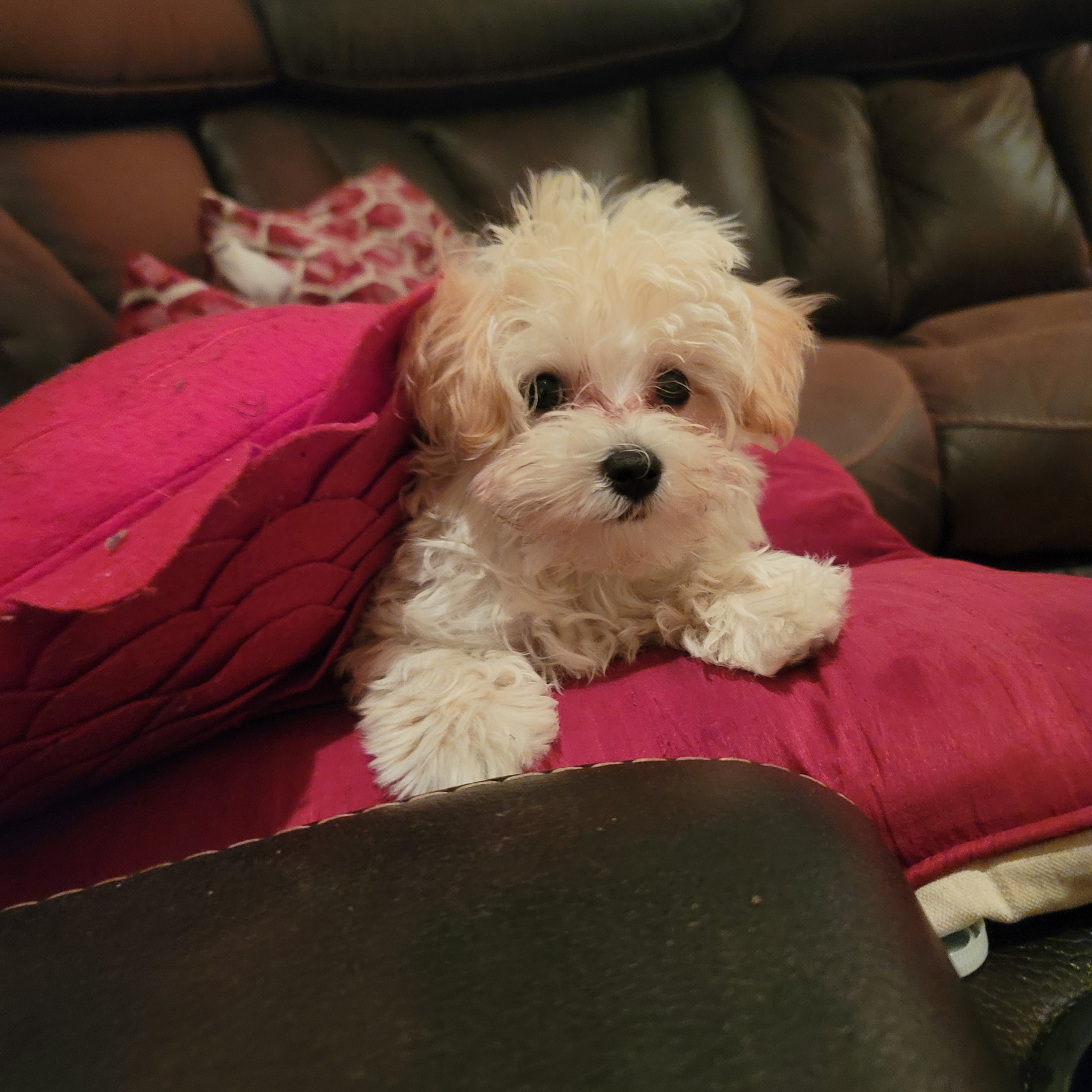 Small Maltipoo Baby