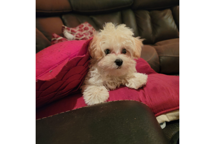 Small Maltipoo Baby