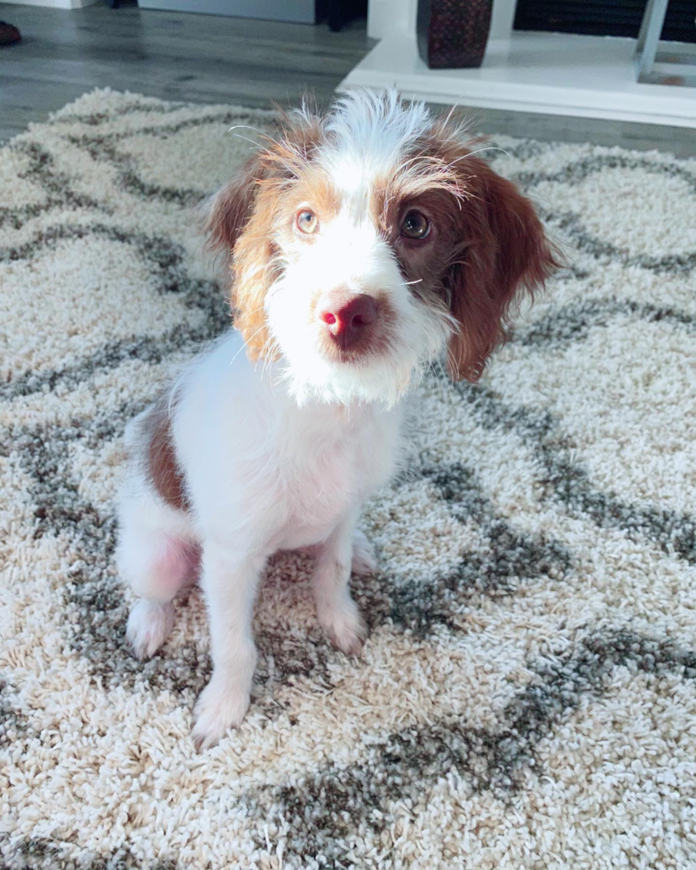 Popular Mini Labradoodle Poodle Mix Pup