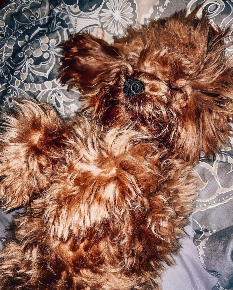 Adorable Cavoodle Poodle Mix Pup