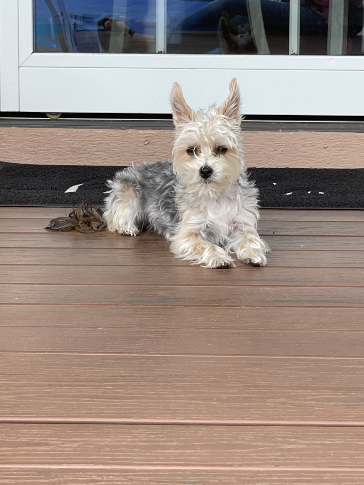 Happy Morkie Pup in