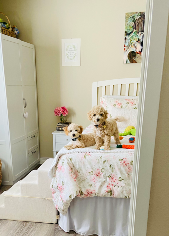 Smart Poochon Poodle Mix Pup