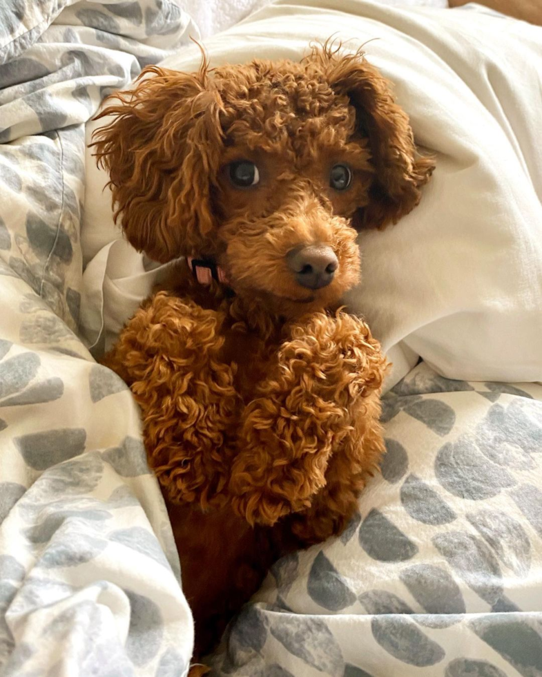 Friendly Cavapoo Pup