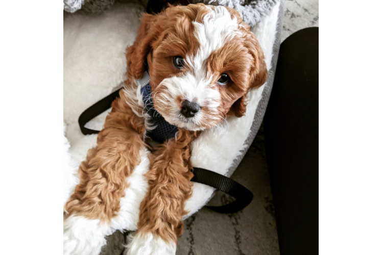 Cavapoo Pup Being Cute