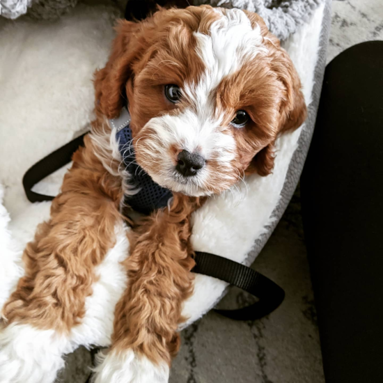 Energetic Cavoodle Poodle Mix Pup