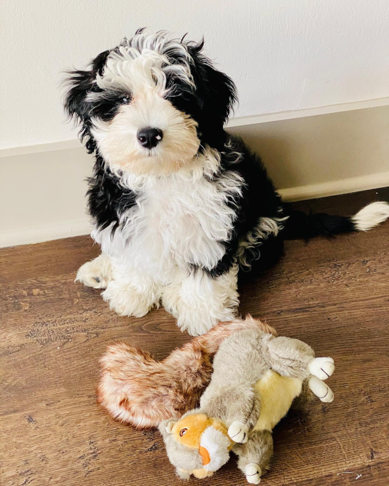 Mini Sheepadoodle Being Cute