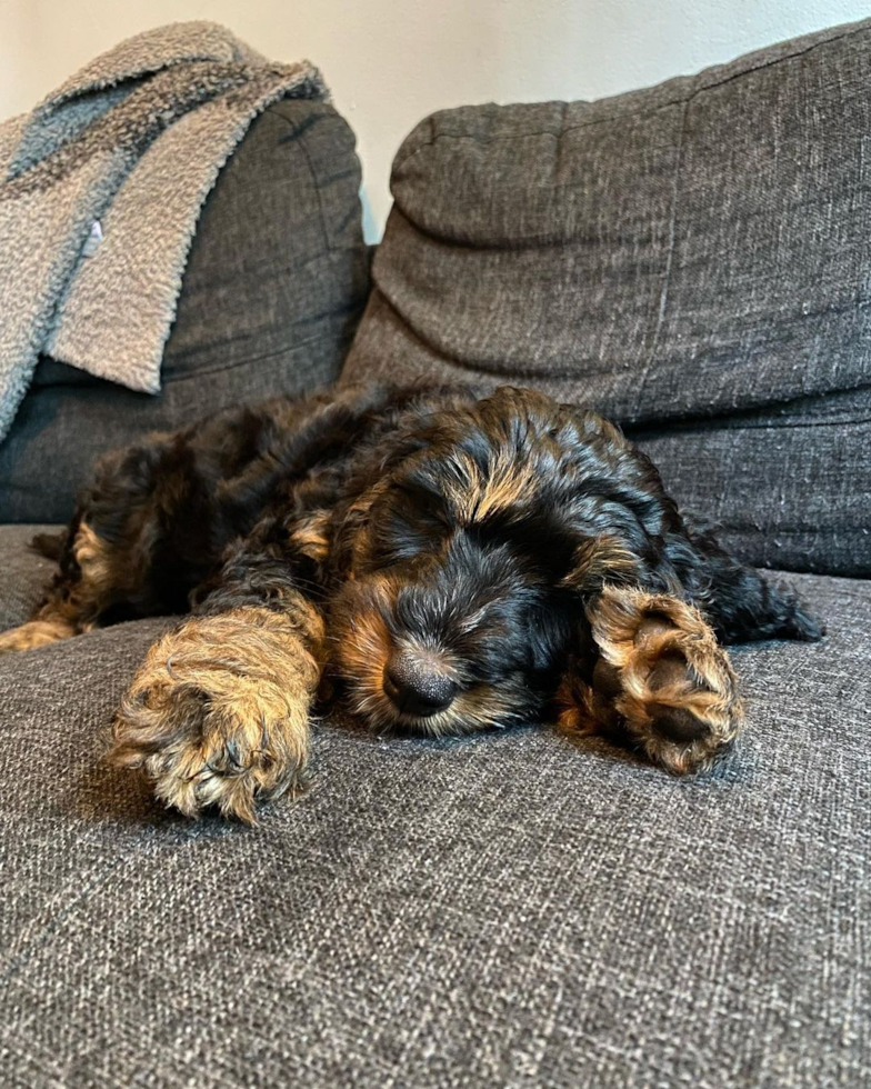 Sweet Mini Bernedoodle Pup