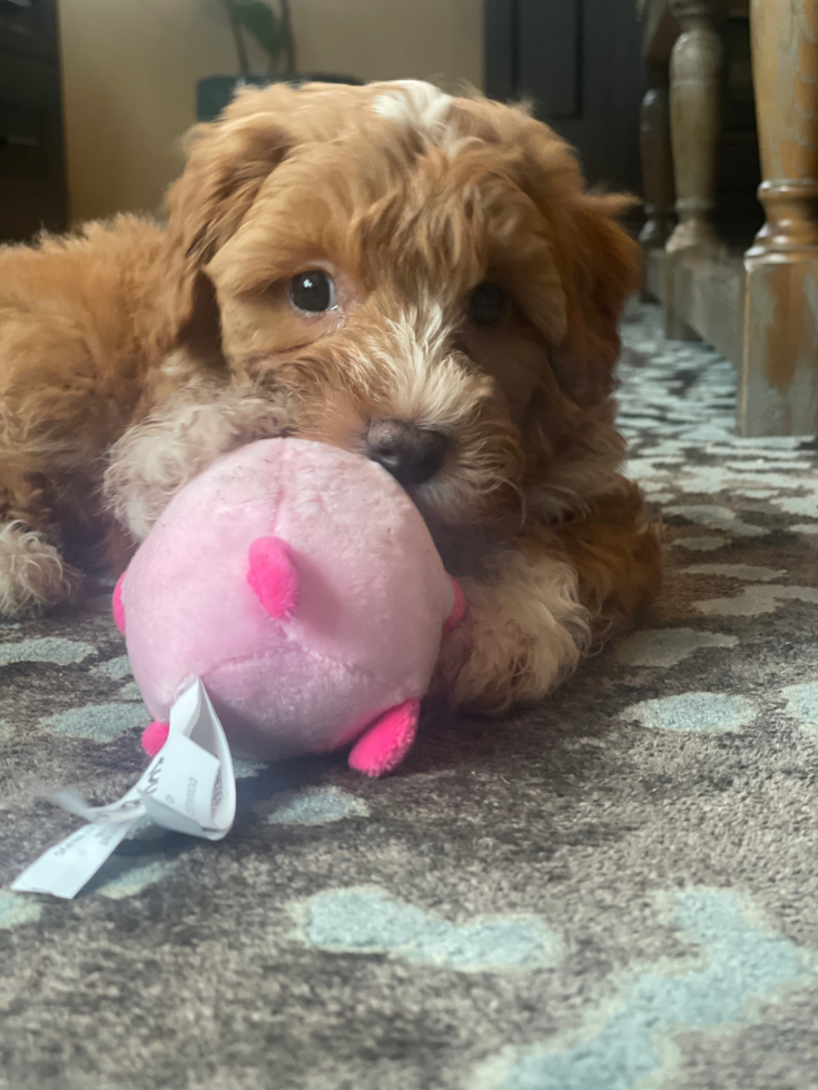 Popular Mini Aussiedoodle Poodle Mix Pup