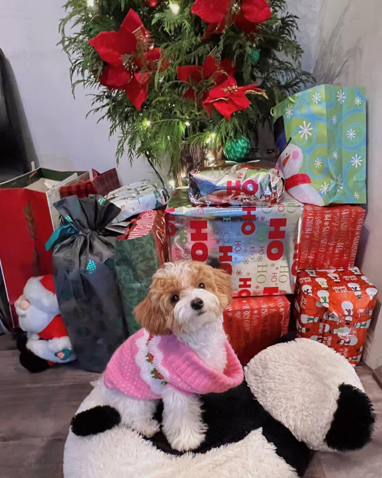 Smart Poodle Pup in El Monte CA