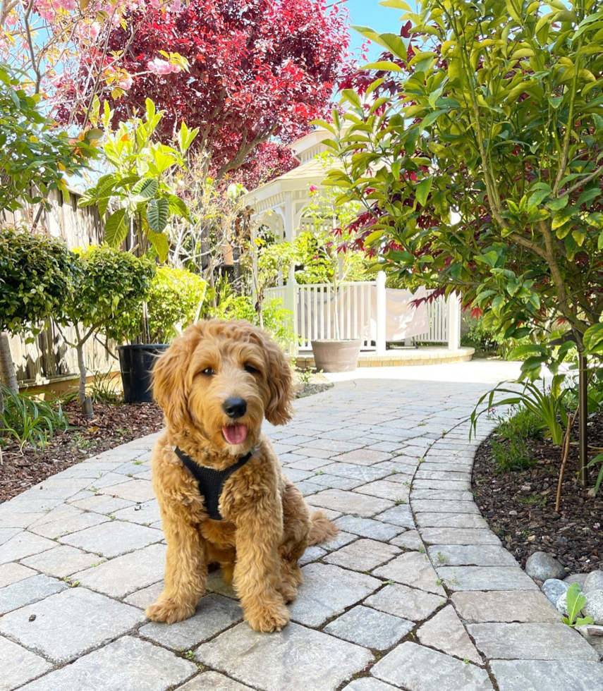 Friendly Mini Goldendoodle Pup in Millbrae CA