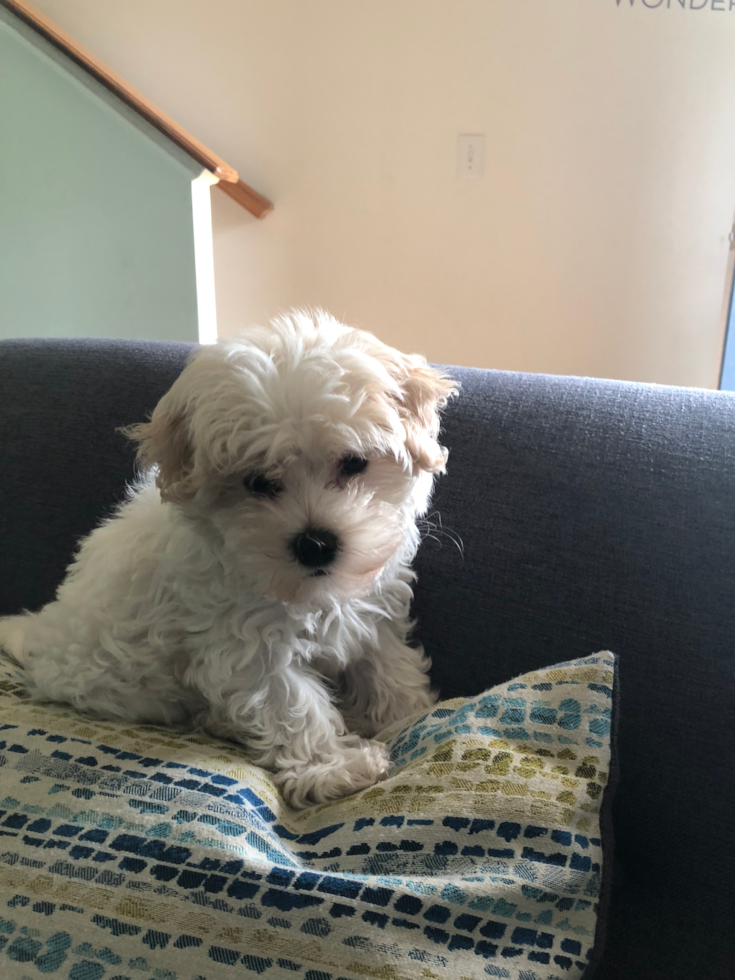 Adorable Havanese Pup in Reynoldsburg Ohio