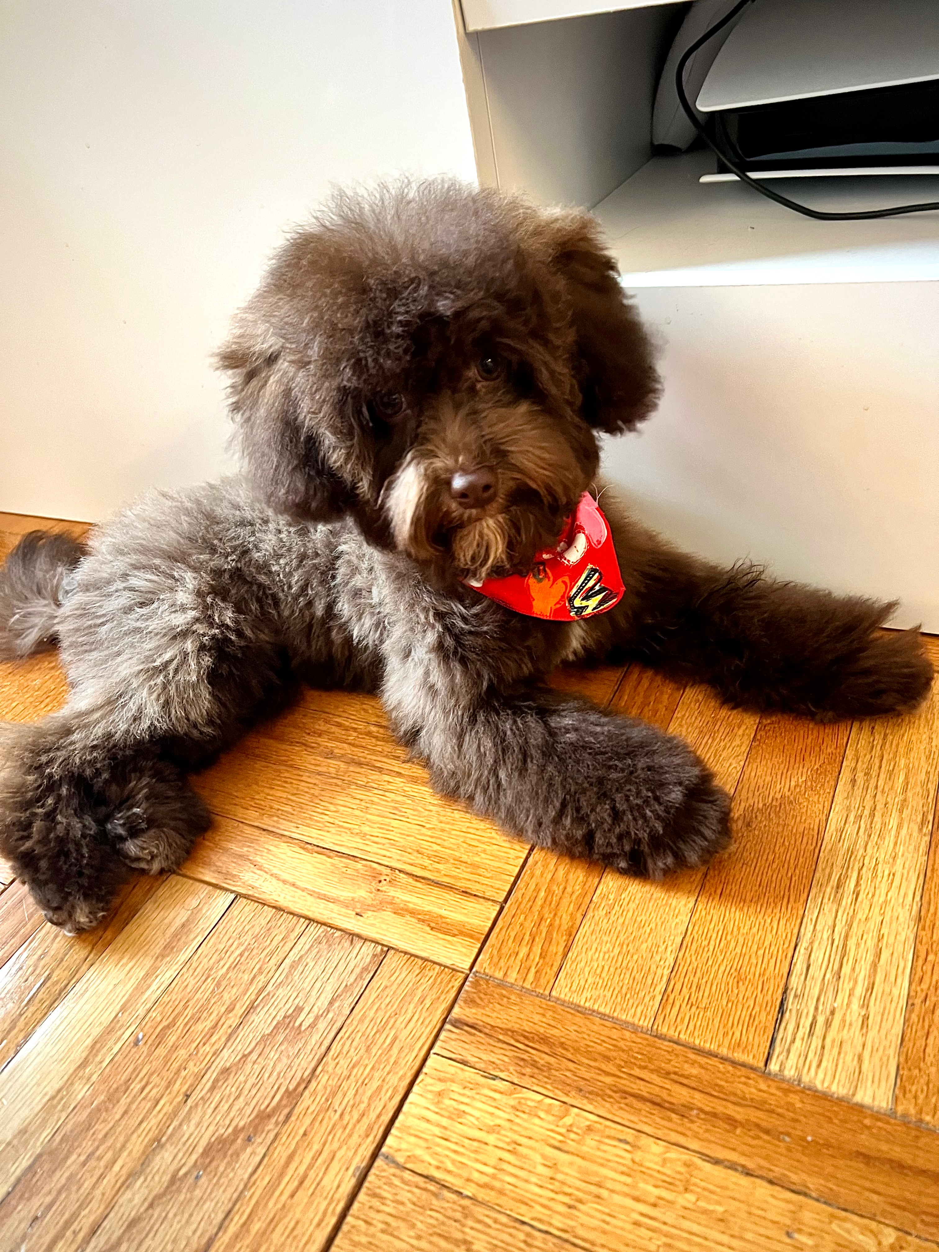 Havapoo Pup Being Cute