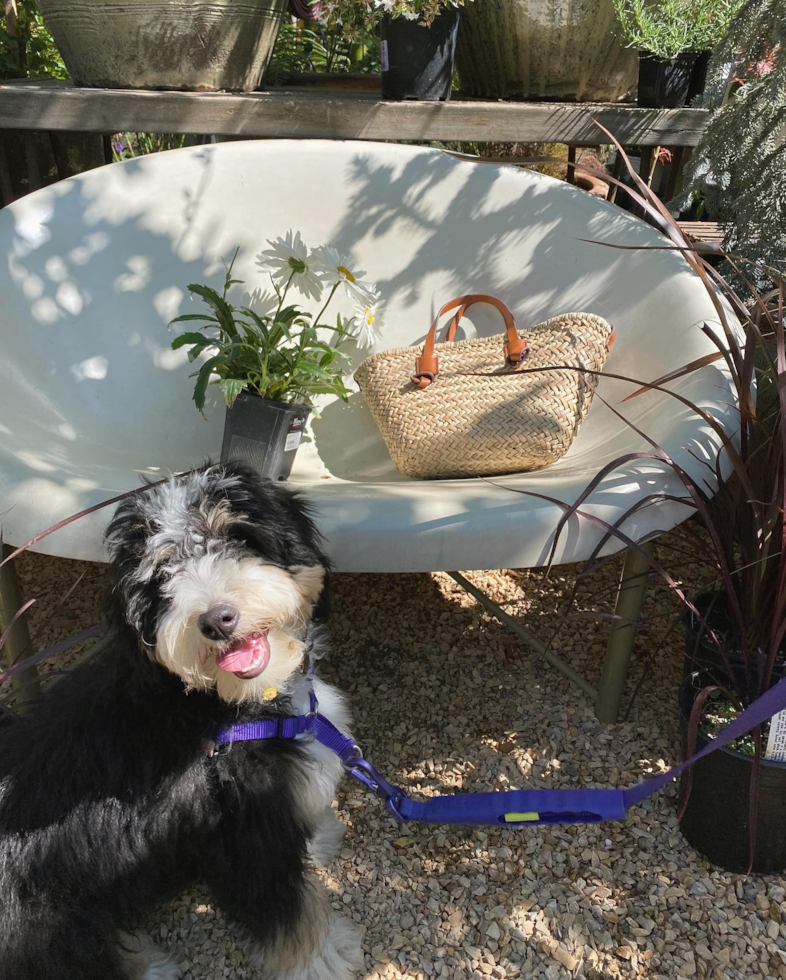 Friendly Mini Bernedoodle Pup