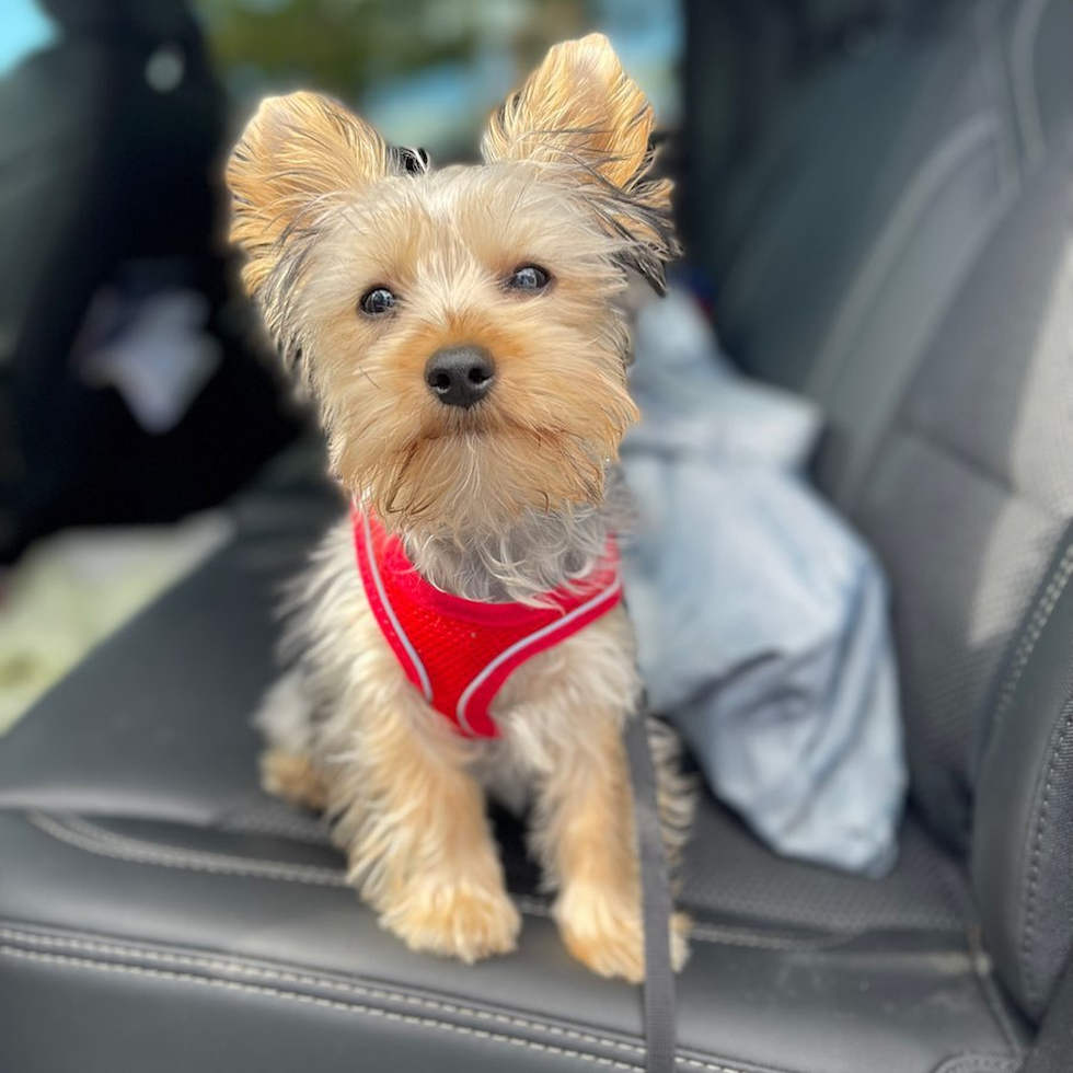 Yorkshire Terrier Being Cute