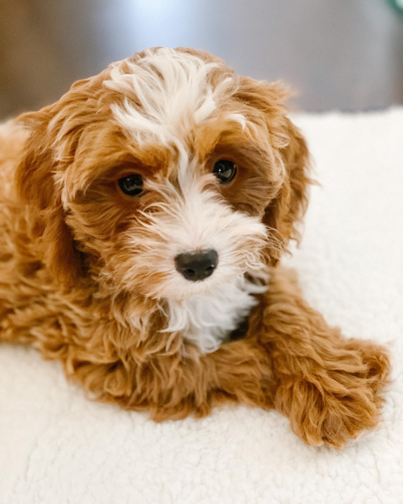 Hypoallergenic Cavoodle Poodle Mix Pup