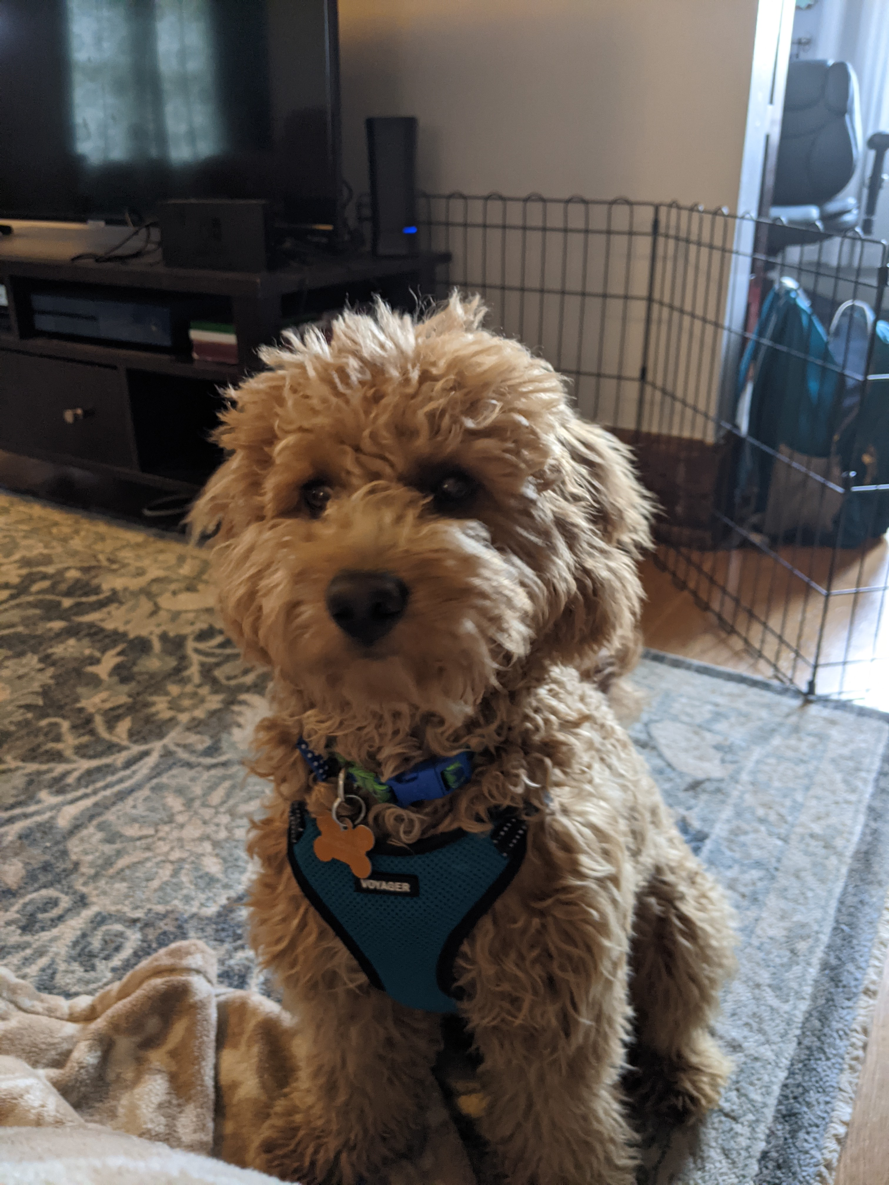 Popular Mini Goldendoodle Poodle Mix Pup