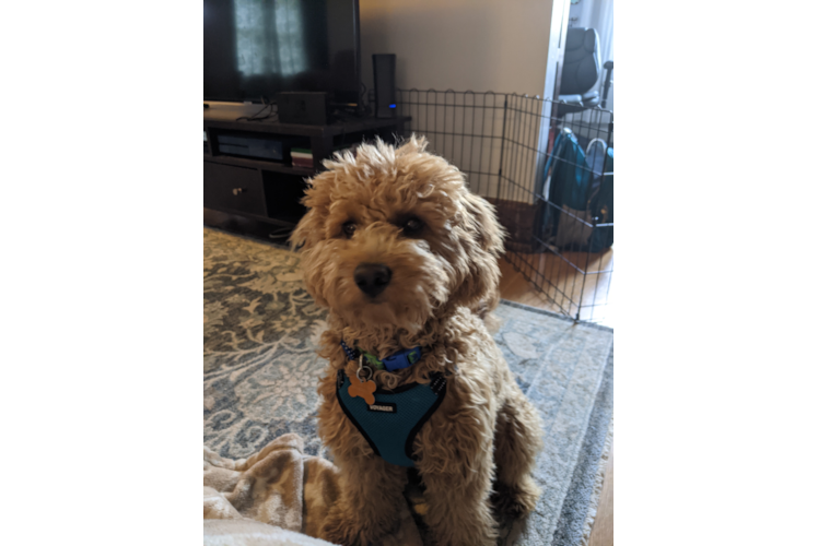 Popular Mini Goldendoodle Poodle Mix Pup