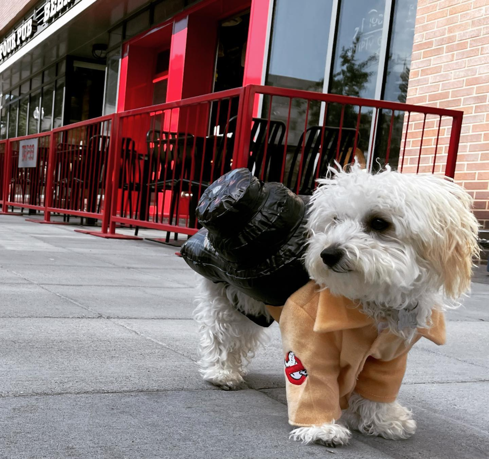 Funny Poochon Poodle Mix Pup