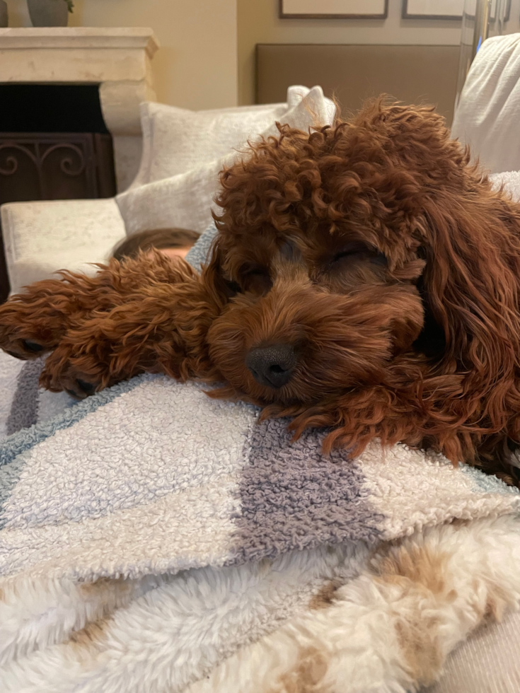 Small Cavapoo Pup in