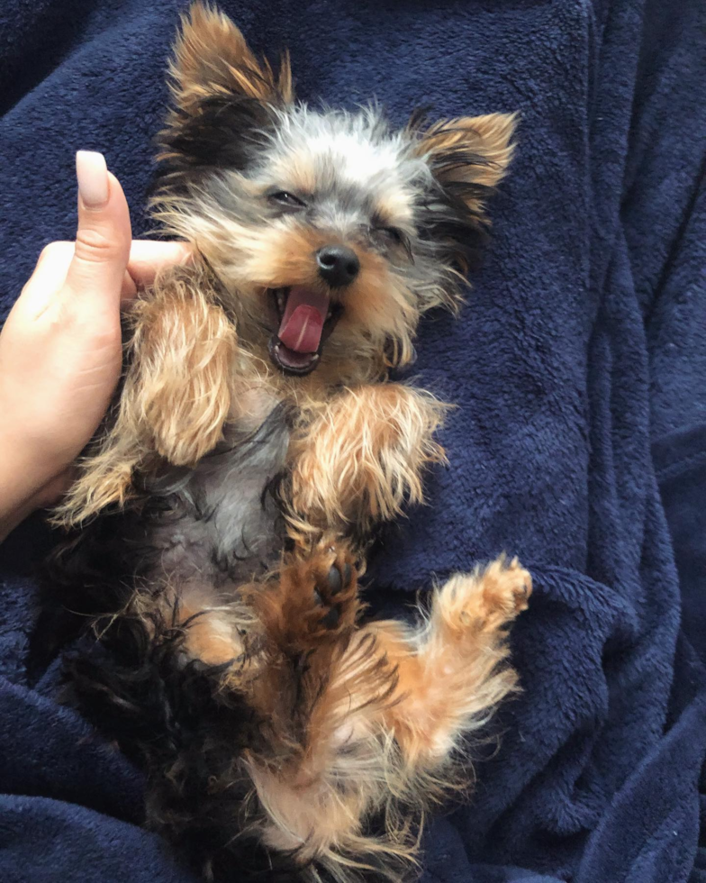 Yorkshire Terrier Being Cute