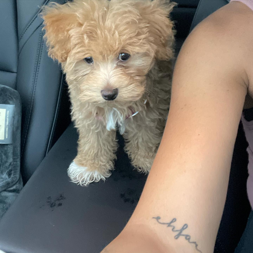 Happy Maltipoo Pup