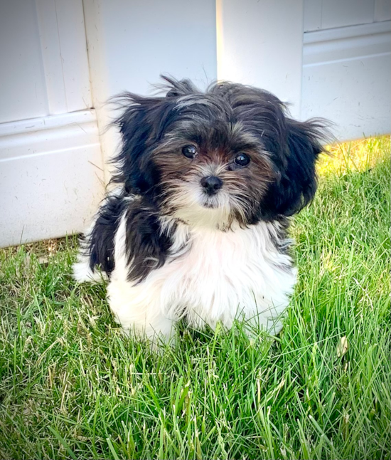 Teddy Bear Pup