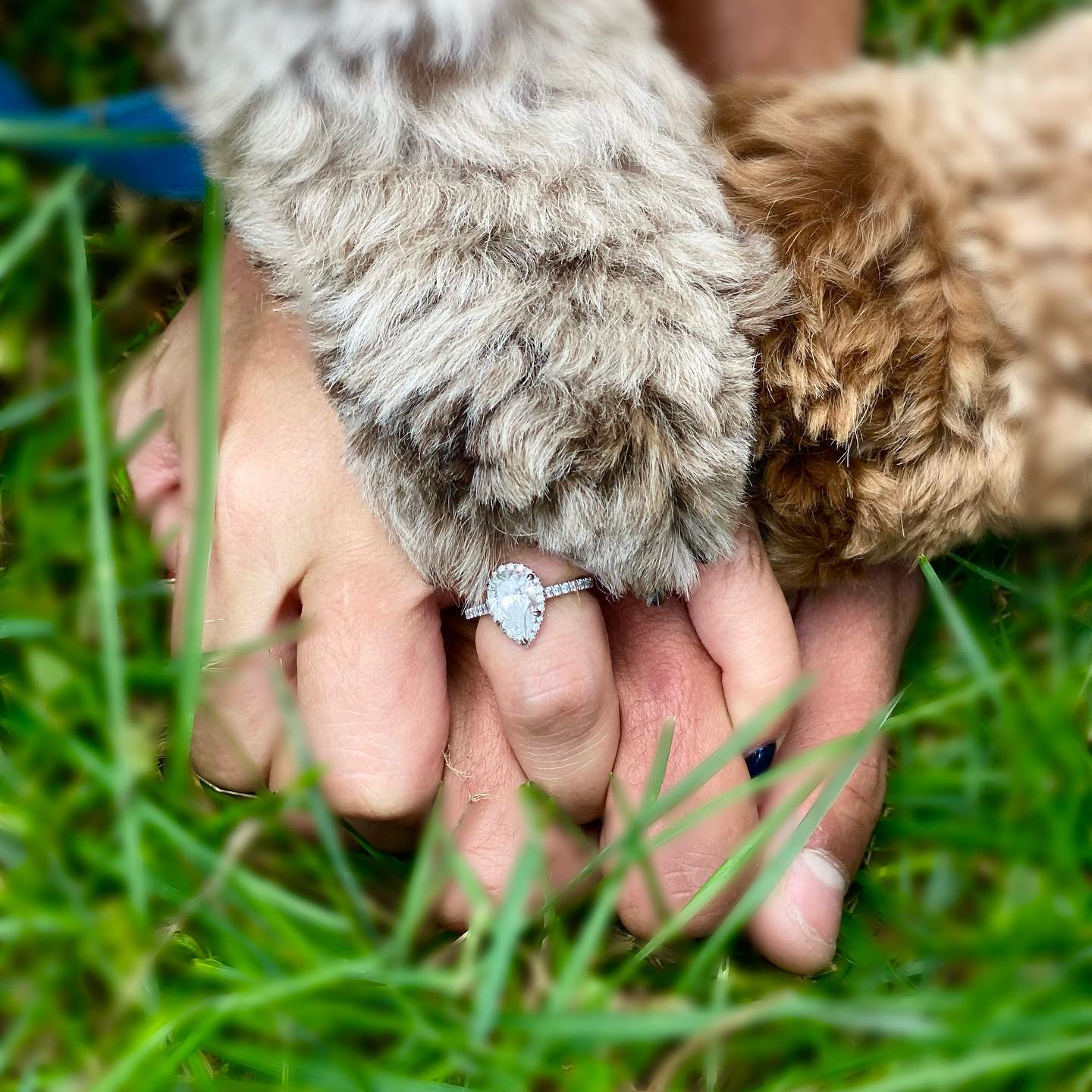 Cockapoo Pup Being Cute