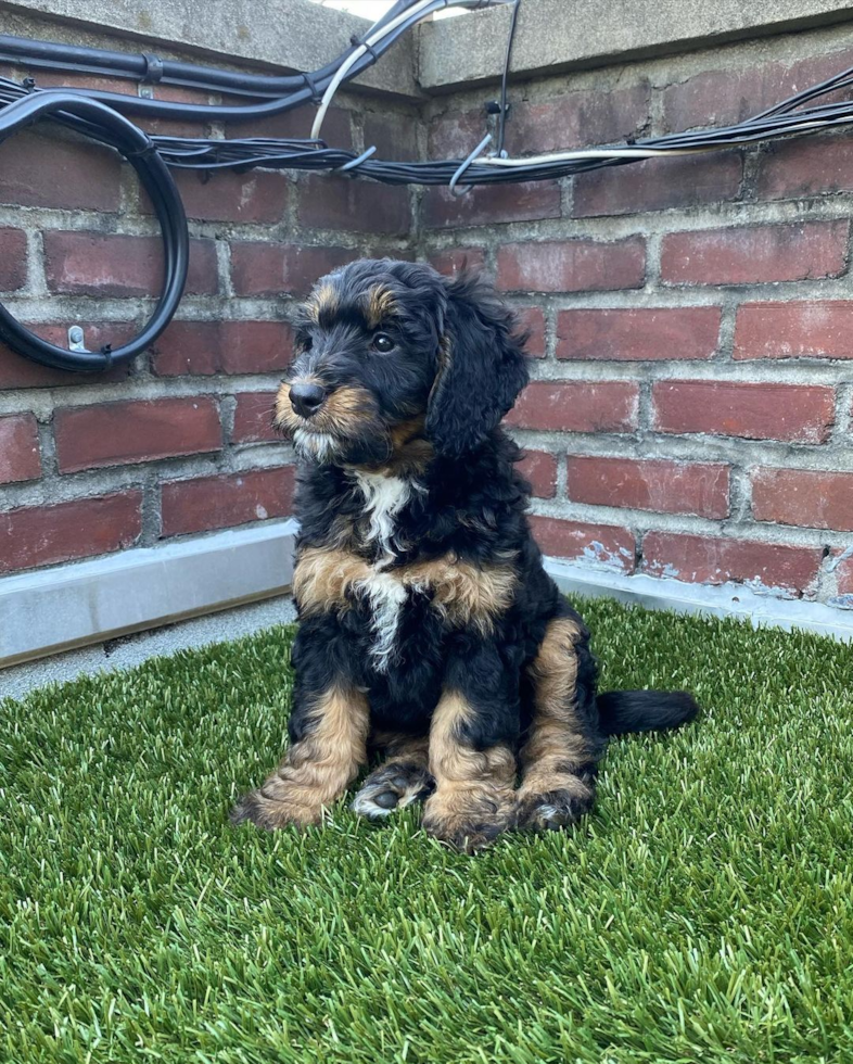 Happy Mini Bernedoodle Pup in New York NY