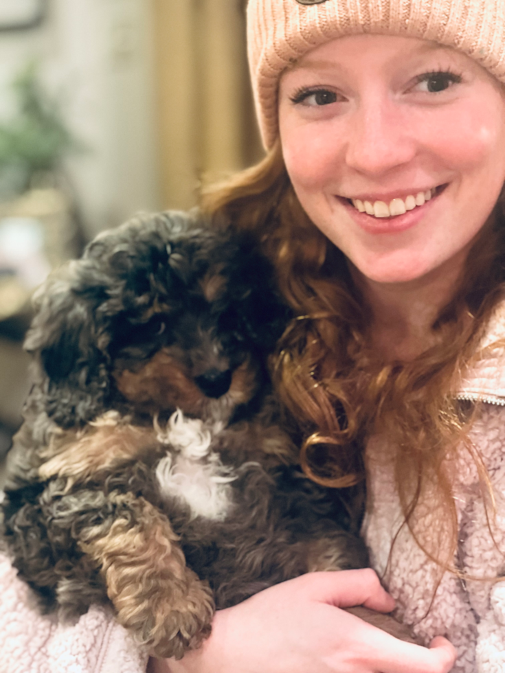 Playful Mini Berniedoodle Poodle Mix Pup