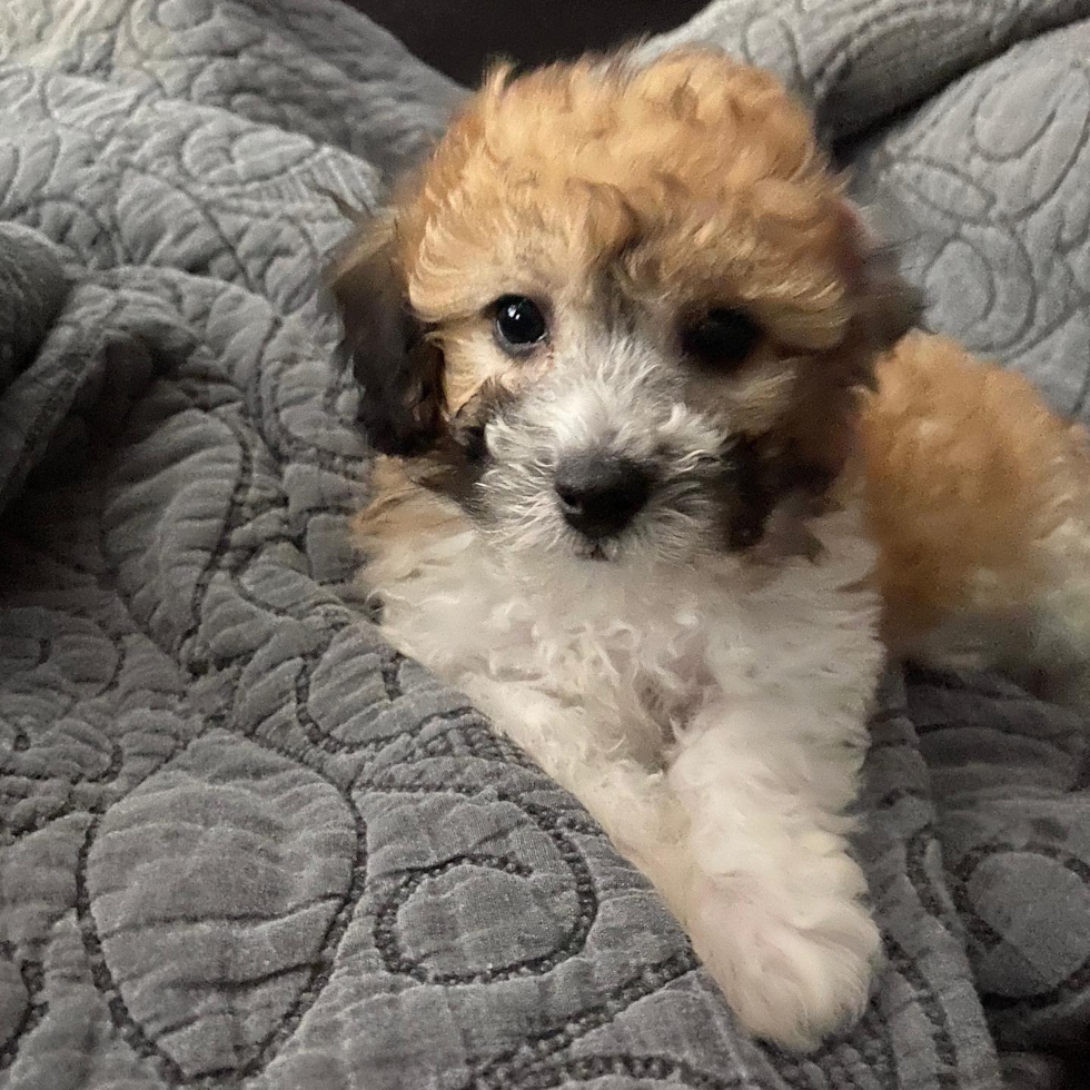 Cute Poochon Pup in Bronx NY