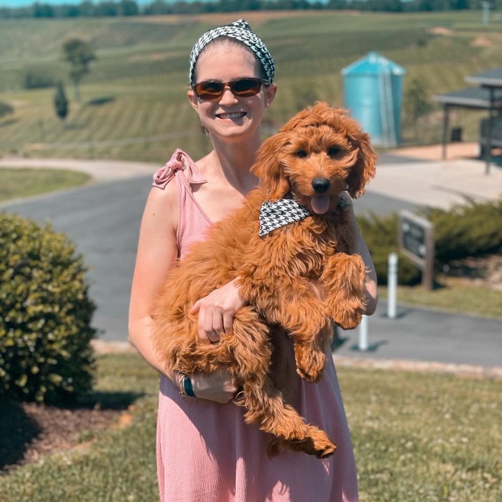 Friendly Mini Goldendoodle Pup in Boston MA