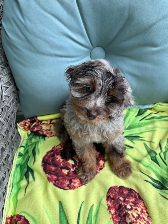 Cockapoo