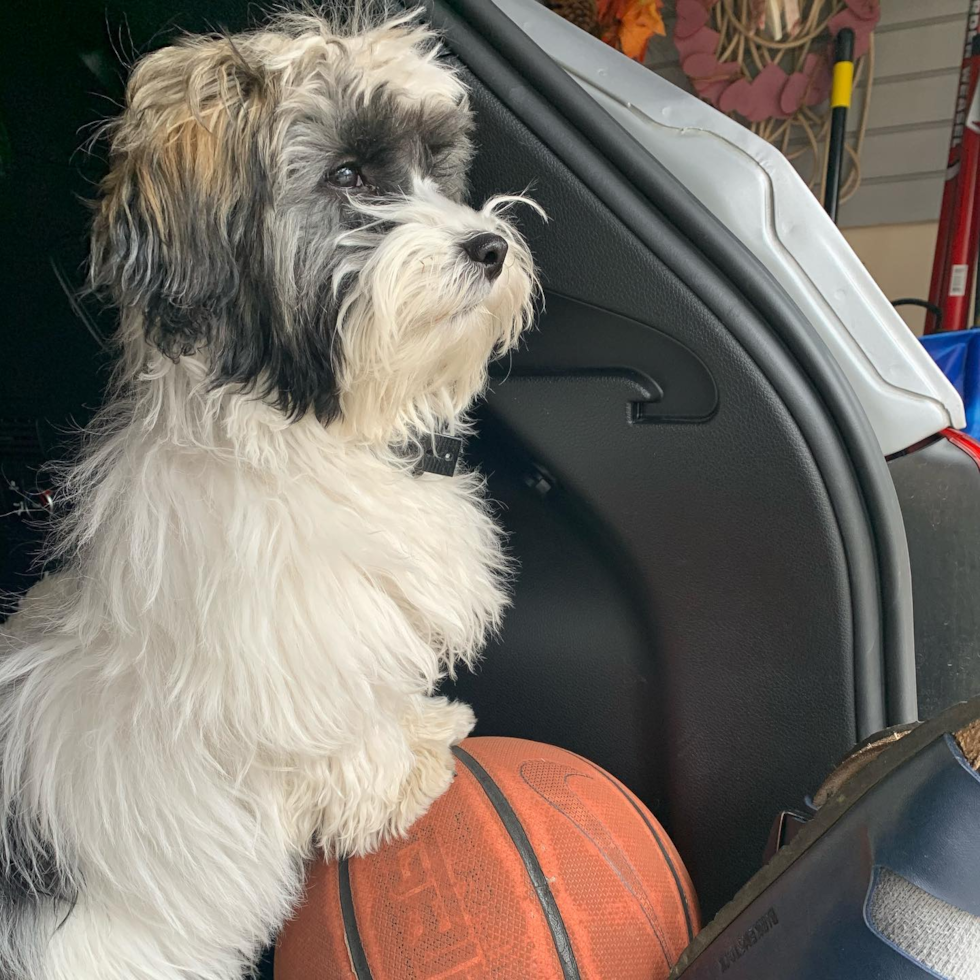 Fluffy Havanese Purebred Pup