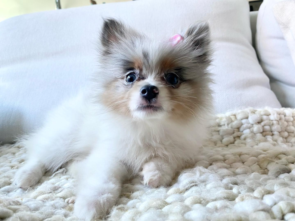 San Francisco Pomeranian Pup