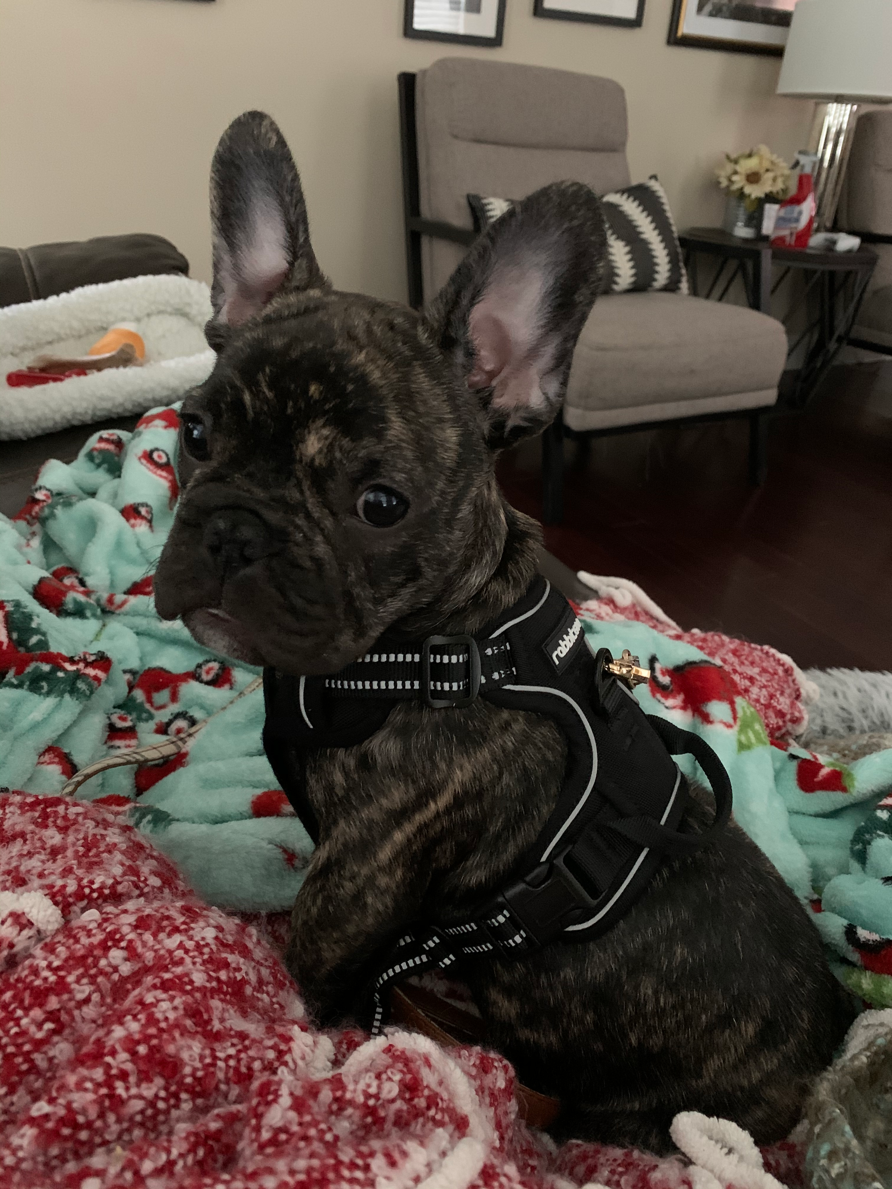 Petite Frenchie Purebred Puppy