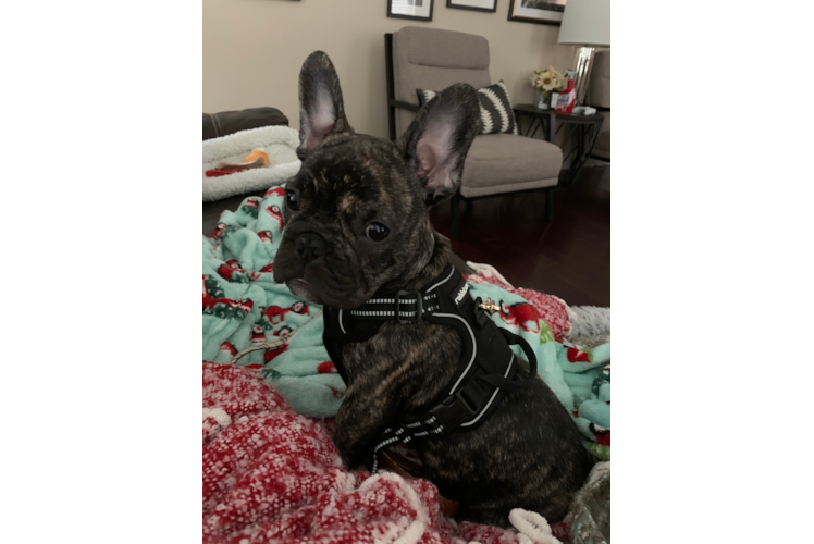 Petite Frenchie Purebred Puppy