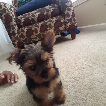 Little Yorkshire Terrier Pup