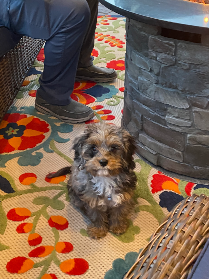 Smart Cavapoo Poodle Mix Pup