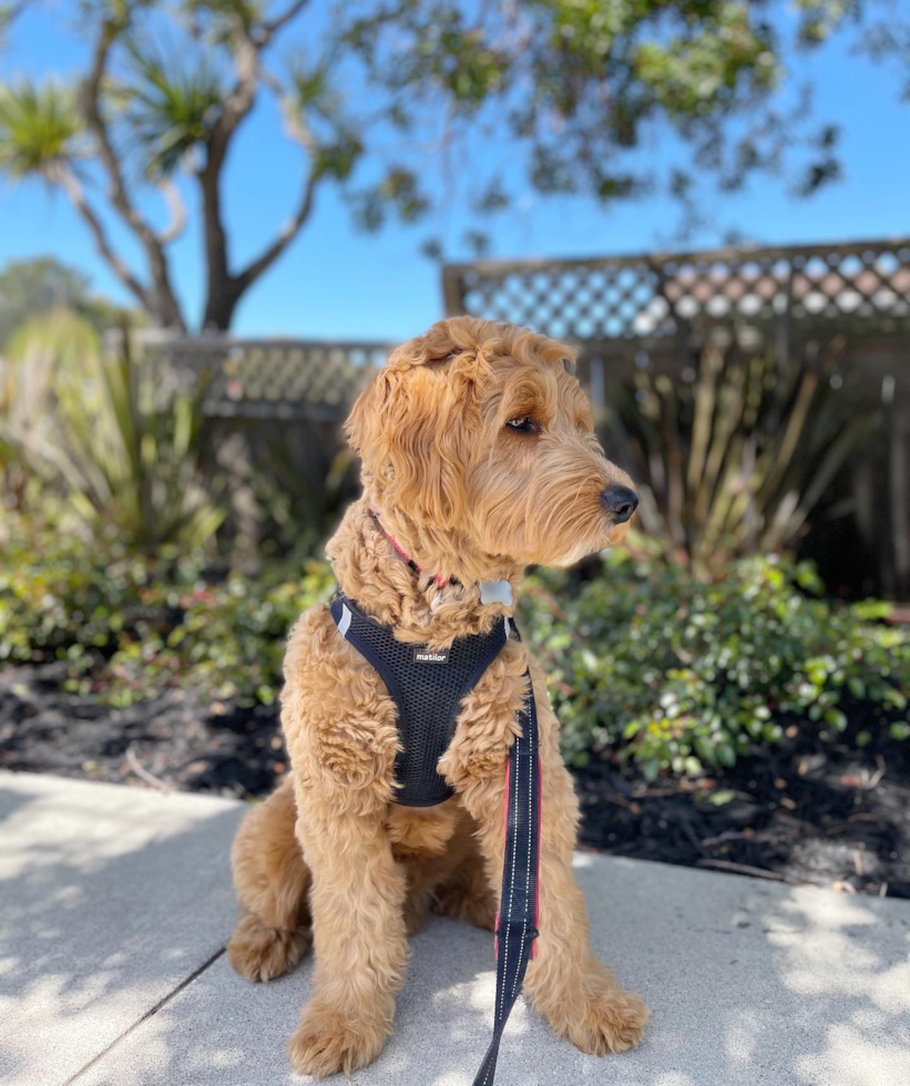 Millbrae Mini Goldendoodle Pup