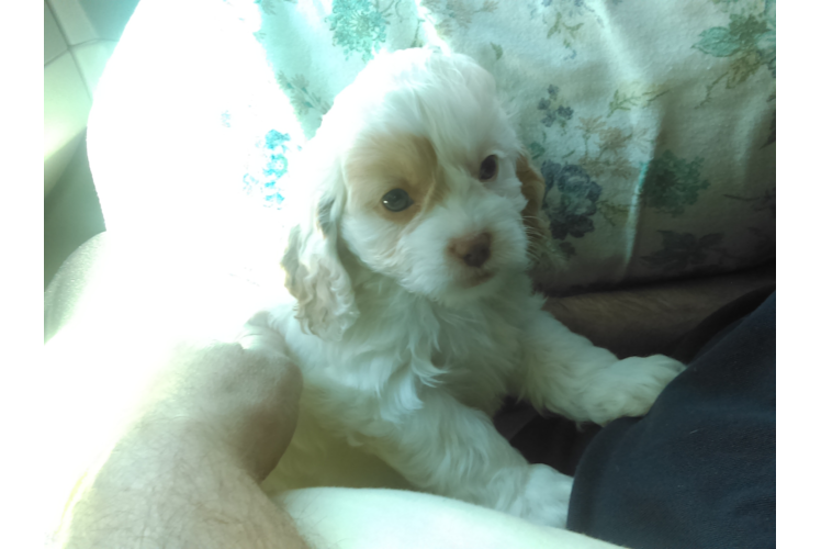 Funny Cavapoo Poodle Mix Pup